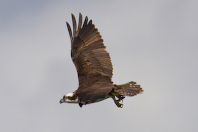 Osprey flying